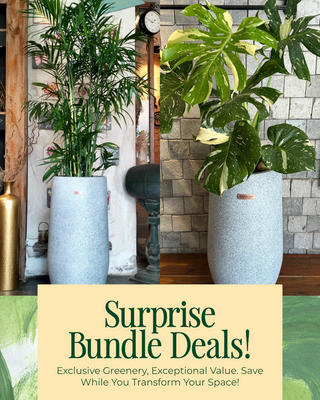 💎 Signature Plant Paradise 'Bundle'