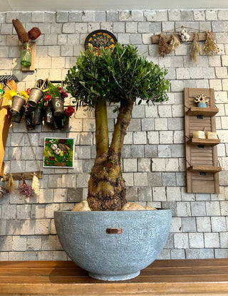 Sacred Roots: The Ancient Majestic Olive Bonsai