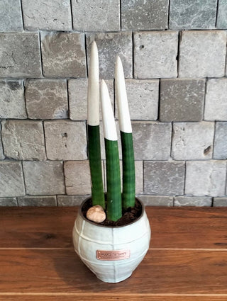 Velvet Touchz Sansevieria