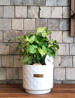 Gold Allusion Syngonium