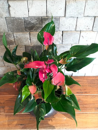 EverBloom Flamingo Lily