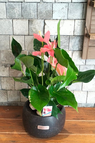 Blush Muse Flamingo Lily