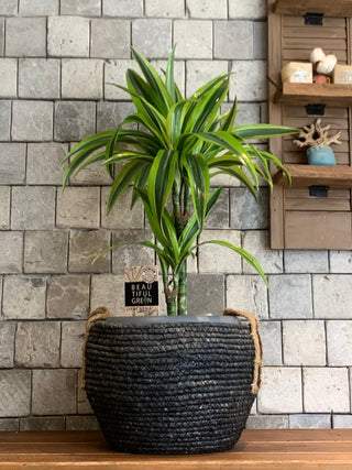Root & Weave Lemon-Lime