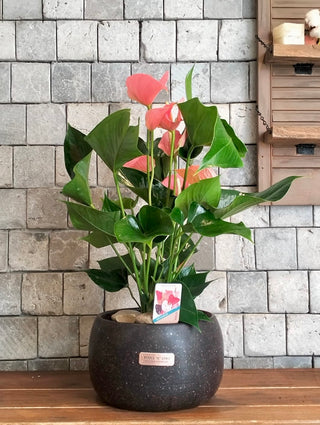 Blush Muse Flamingo Lily