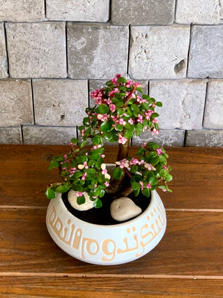 Twisté PinkJade Bonsai Petite | Artisan Stoneware Pottery Collection