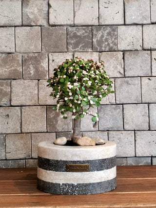 Marble Muse: Pink Jade Bonsai | Artisan Marble Collection