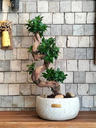 Twisté Bonsai Allure