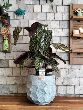 Pink Breeze Calathea