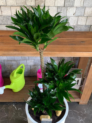 Tropical Breeze Compacta