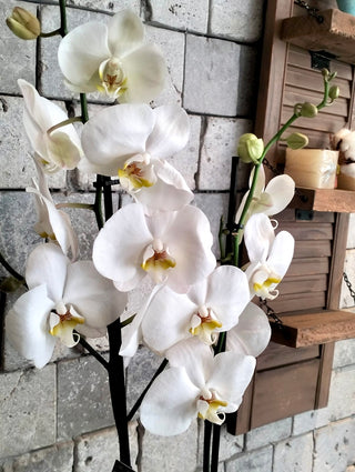 Eclipse Moon Orchids