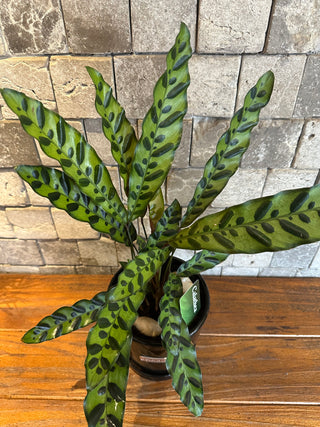 Calathea RattleSnake Beauty