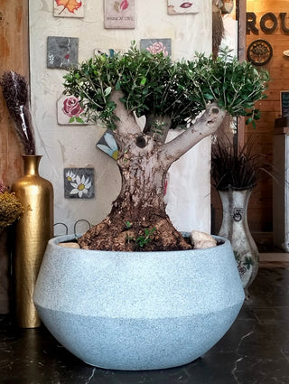 Sacred Roots: The Ancient Majestic Olive Bonsai