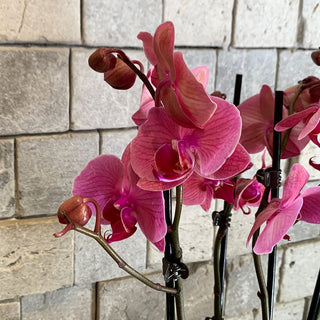 ‘Rustic-Chic’ Sugar Moon Orchids