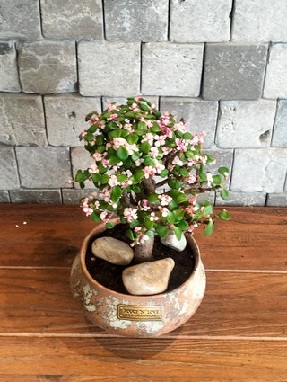 Pink Jade Bonsai · Terra