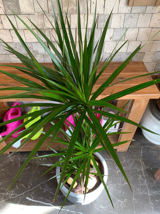 Song of India Breeze