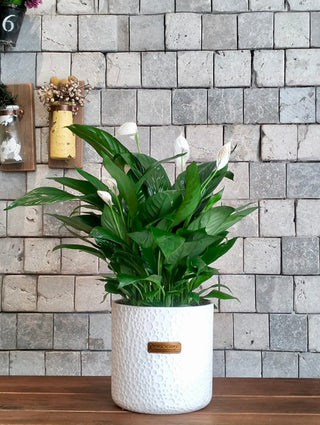 Peace Lily Bliss