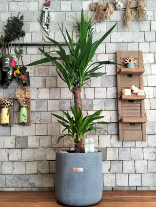 Golden Spear Yucca