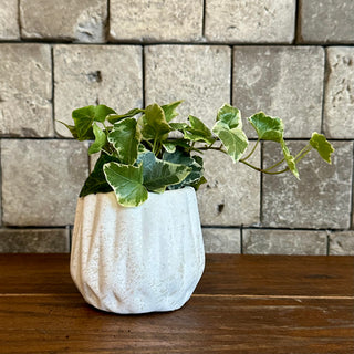 Petite English Ivy Botanique