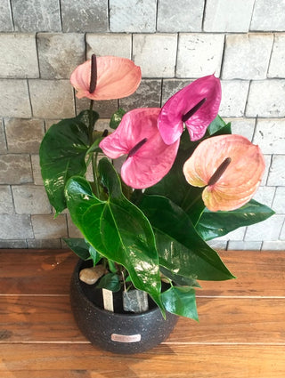 EverBloom Flamingo Lily