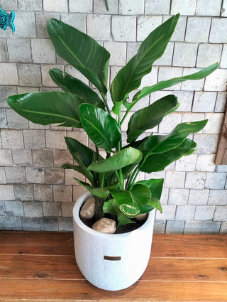 Banana Aurelia