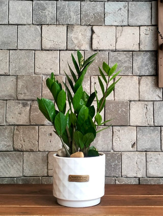 Zamia Gem Petite