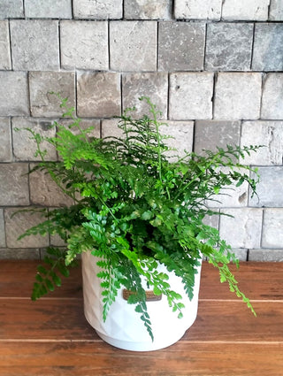 Rabbit's Foot Fern