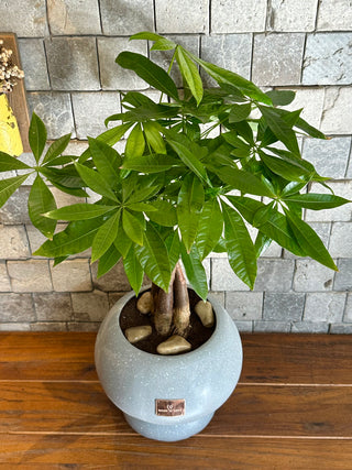 ‘Lucky Braid’ MoneyTree Pachira