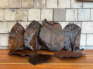 Dried Autumn Decorative Leaves