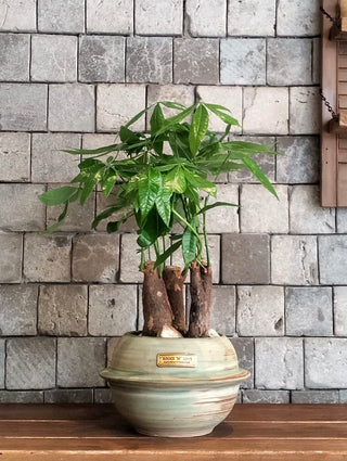 Fortuna Grove Bonsai | MoneyTree