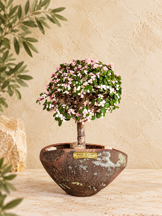 Pink Jade Bonsai · Terra