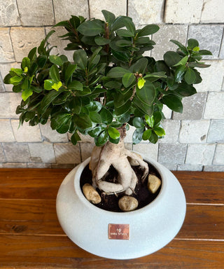 Ficus Breeze Bonsai