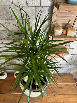 Song of India – Verdant Basket