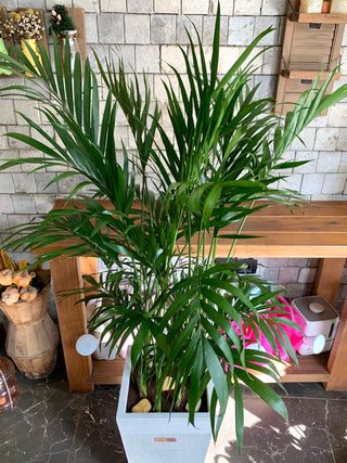 Golden Butterfly Palm Delight