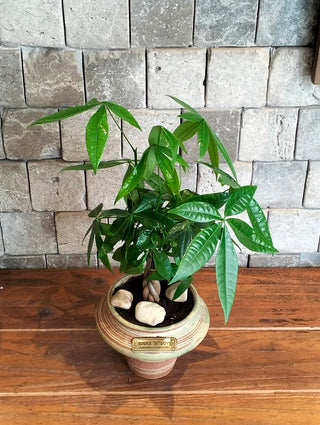 Vibrant Braid MoneyTree Bonsai ‘Mini’