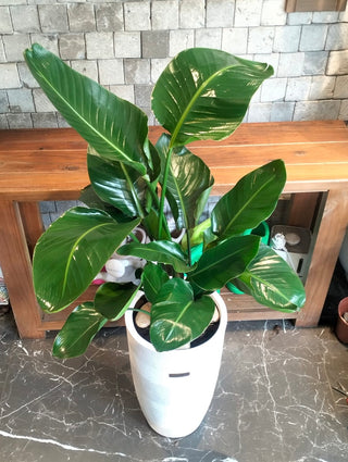 Banana Tropica