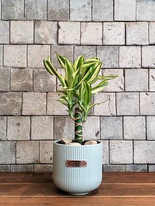 The Happy Plant Petite