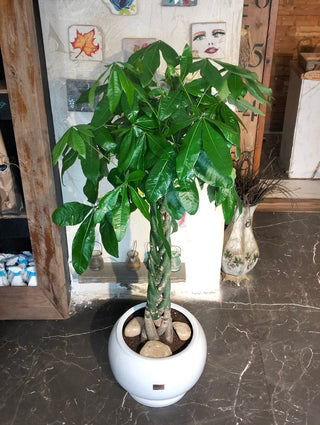 Evergreen Money Tree