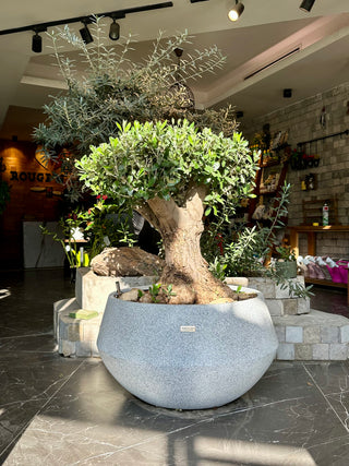 Sacred Roots: The Ancient Majestic Olive Bonsai