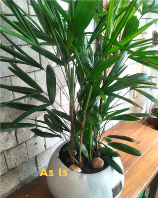 Laceleaf Lady Palm (As Is)
