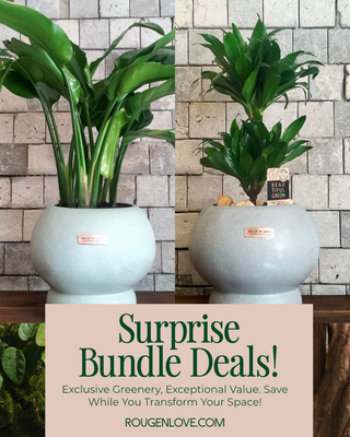 🌿 EverGreen Retreat 'Bundle'