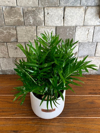 Parlor Palm Petite
