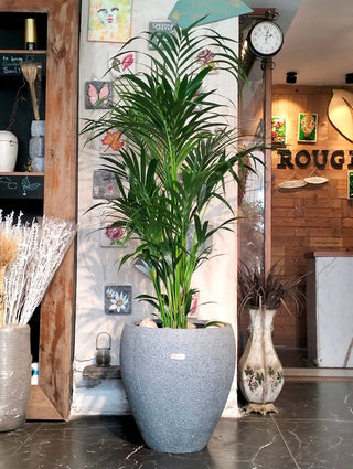 big palm plant indoor Indoor Paradise Palm Kentia. High Quality Indoor Planter. Tall Large Tropical Air Purifying Indoor Palm Plants for Home & Bedroom Safe for Cats & Pets – ROUGE 'N' LOVE ™