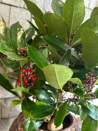 ‘Rustic-Chic’ Hybrid Japanese Scented Skimmia