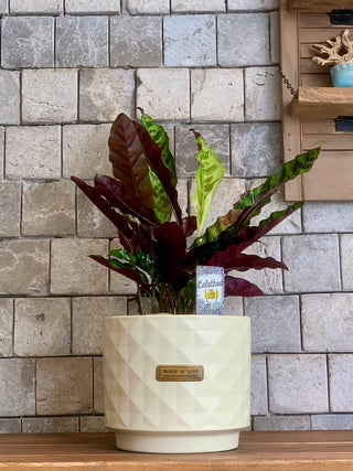 orla kiely hanging planter Calathea Indoor Plant – Pet-Friendly Decorative Foliage – ROUGE 'N' LOVE ™