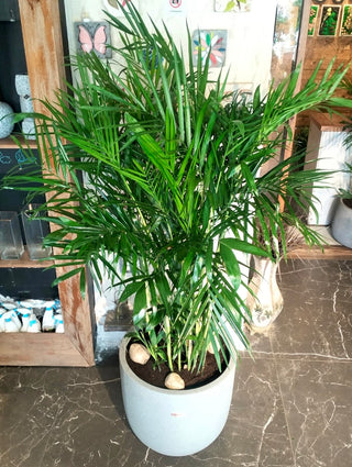 Grand Parlor Palm