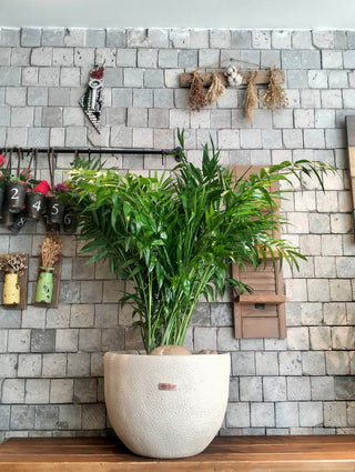 Lush Palm Studio