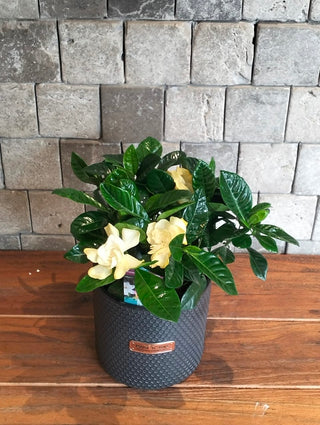 Gardenia Belle
