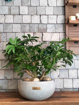 Leaforia Schefflera Bonsai