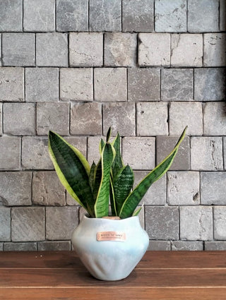 Bright Snake Plant
