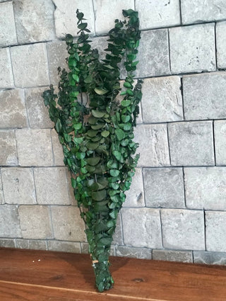Dried Eucalyptus Bunch